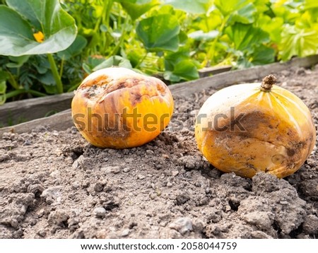 rotten pumpkins lie in the garden bed. earth and dead leaves around