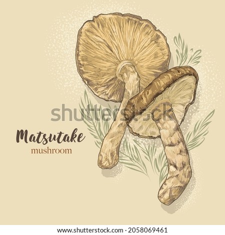 Hand-drawn vector illustration Matsutake mushroom by retro and vintage style, engraved dot and line art. vintage color painting.  Royalty-Free Stock Photo #2058069461
