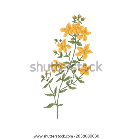 St. John's wort, medicinal herbal flower. Botanical retro drawing of goatweed plant. Realistic Hypericum perforatum. Tutsan herb. Hand-drawn detailed vector illustration isolated on white background Royalty-Free Stock Photo #2058080030