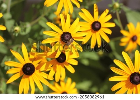 a few yellow daisies in green foliage