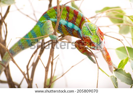 Picture of a chameleon on a white background