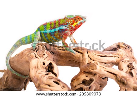 Picture of a chameleon on a white background