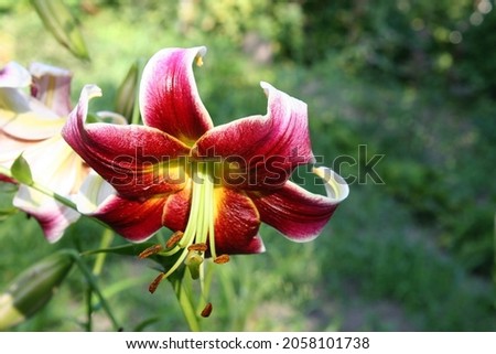 Dark red lily flower close up