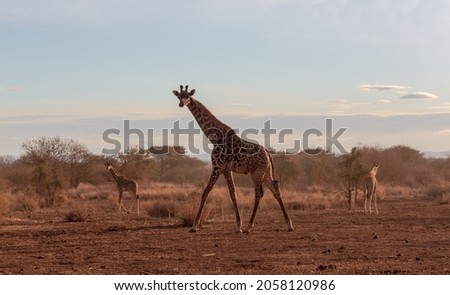 Giraffe standing and looking in the camera. Two giraffes are in the background. Sunset in savannah. Amboseli national park. Kenya