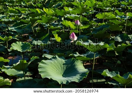 Gorgeous lotus flower blooming on natural environment, lit by sunlight enhancing its beauty.
