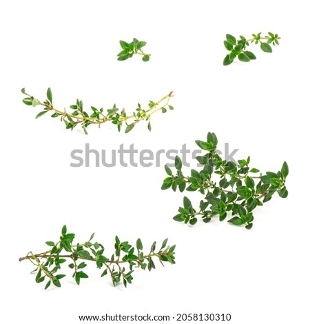 Twig of garden thyme for decorating food and plate. Fresh savory condiment on twig isolated on white background Royalty-Free Stock Photo #2058130310