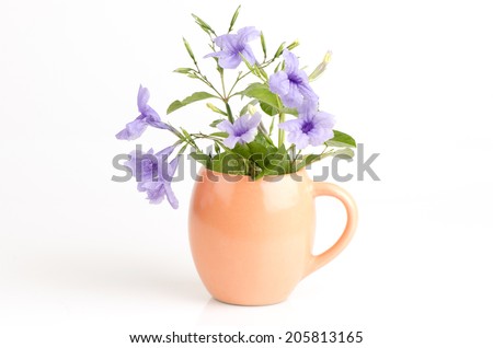 Purple flowers Ruellia tuberosa Linn. Waterkanon, Watrakanu, Minnieroot, Iron root, Feverroot, Popping pod, Trai-no, Toi ting (thai name).