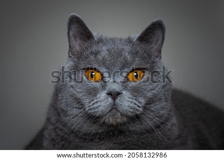 Portrait of a cat with bright orange eyes, British shorthair breed, blue color. Royalty-Free Stock Photo #2058132986