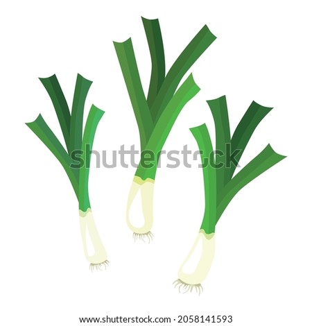 Set leek or pearl is a herbaceous plant of the Onion subfamily. A tasty and healthy plant used for food. Vector illustration isolated on a white background for design and web. Royalty-Free Stock Photo #2058141593