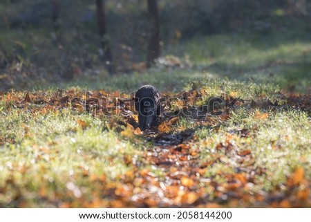 On the path, colorful autumn leaves and the European otter, Lutra lutra, a predatory mammal from the mustelid family
