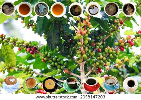 Picture of a coffee plant with lots of coffee beans. And there are various types of coffee mugs arranged on the picture. Best for backgrounds work.
