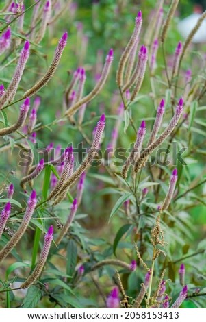 celosia argentea with nature background