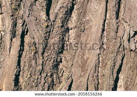 Close-up tree bark texture. Poplar and wooden moss. Photography of for wallpaper and background.