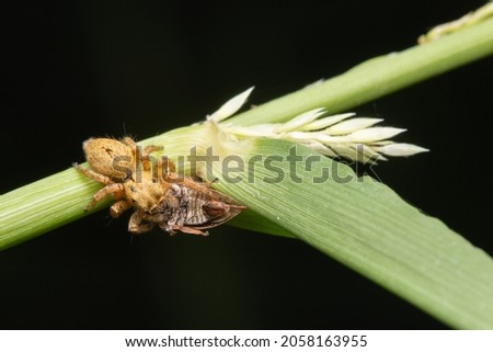 jumping spider biting a leafhopper