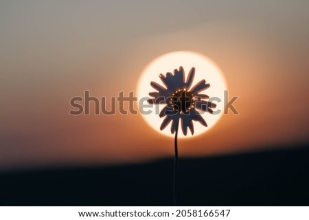 An image of a beautiful marguerite daisy flower in the evening sun