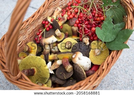 Mushroom foraging. Xerocomellus chrysenteron, red cracking bolete mushrooms in a basket Royalty-Free Stock Photo #2058168881