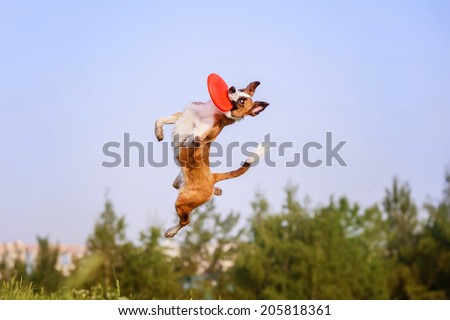 Border Collie catching a Frisbee Disc Royalty-Free Stock Photo #205818361