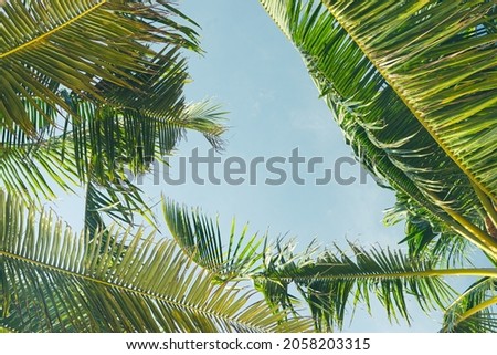 Amazing coconut trees on sun light and clouds background.famous green trees in summer.Pattern trees leaf on sunset silhouette.Graphic banner template.