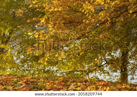 Background of golden leaves. Bright sunny autumn day. Yellow lush foliage in the Moscow public park. Blue water of Moscva river as background. Natural pattern.