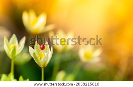Spring Meadow Flower Snowdrop as a Symbol of Spring and Heat February and March Spring Holidays toned in pastel colors March 8 Text for text. Royalty-Free Stock Photo #2058215810