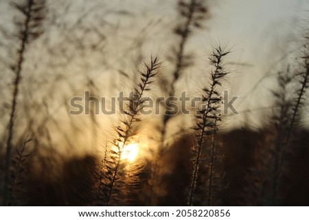 Relaxing picture of cornfield during sunset with the sun in the background