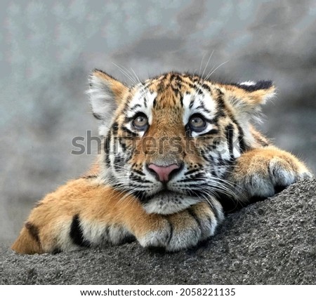 A gorgeous teenage tiger cub amusingly propped his head with his paw, lying on an earthen mound close-up Royalty-Free Stock Photo #2058221135