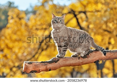 Ful llength side view picture of the cat standing on the tree branch