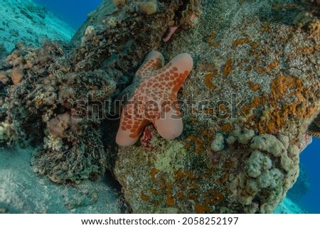 Starfish On the seabed in the Red Sea, Eilat Israel