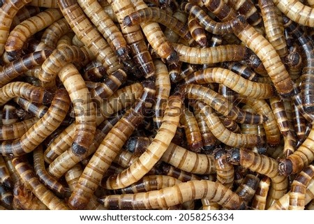 Worm used as bait for background