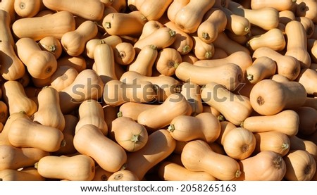 Butternut squash (Cucurbita moschata), known in Australia and New Zealand as butternut pumpkin or gramma, is a type of pumpkin or winter squash that grows on a vine Royalty-Free Stock Photo #2058265163