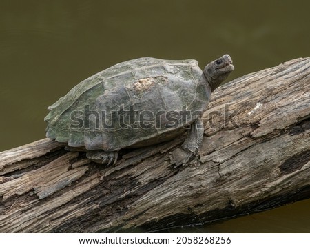 The critically endangered Giant Asian Pond Turtle