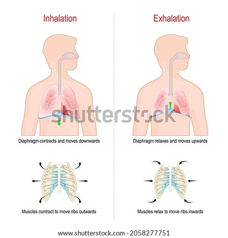 BREATHING-CYCLE Stock Vector Images - Avopix.com