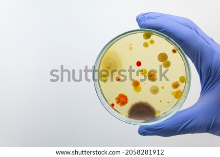 A petri dish with multi-colored bacteria, bacilli, mold and staphylococcus in the hand of a scientist in the laboratory. Royalty-Free Stock Photo #2058281912
