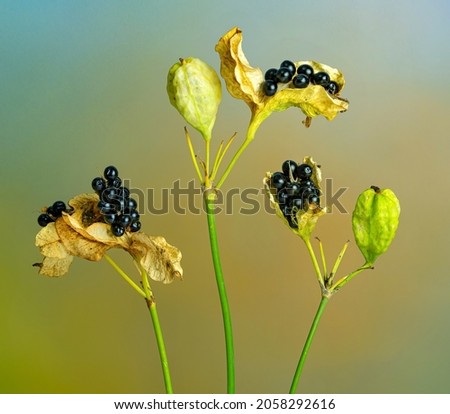 Fruits and seed pods of blackberry lily or leopard lily (Iris domestica) in autumn in a garden in central Virginia. Member of iris family and native of Asia.