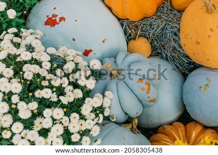 Decorative blue and orange pumpkins, outdoor flowers and outdoor Halloween decor. selective focus