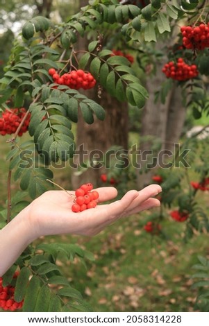 A hand holding a red rowan berries against the background of nature. autumn concept.