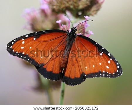 Queen (Danaus gilippus) insect butterfly Royalty-Free Stock Photo #2058325172