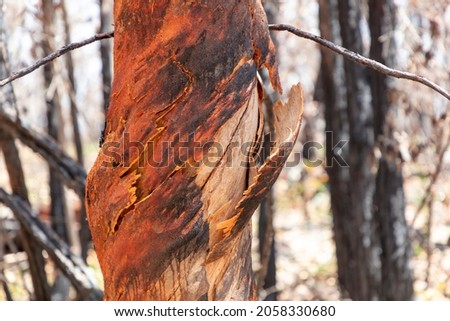 Photograph of trees burnt by severe bushfire in a national park in the Blue Mountains in New South Wales in Australia