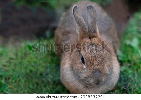 Close-up gray domestic rabbit on natural background, farm, domestic animals