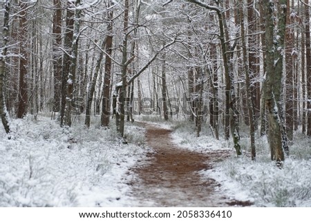 The first snow in the forest Royalty-Free Stock Photo #2058336410