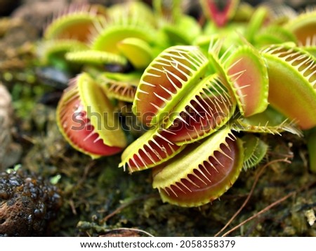 Closeup Venus flytrap ,Insectivorous plants ,Low Giant ,Dionaea muscipula ,needle-like-teeth ,venus fly catcher ,Cook's Carnivorous  Royalty-Free Stock Photo #2058358379