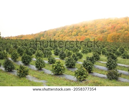 Cannabis plants growing in a field Royalty-Free Stock Photo #2058377354