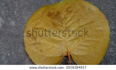 Yellow leaves as background. Leaves that are shaped like flower petals laid on cement floor. Beautiful plum aralia leaves.
