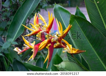 Heliconia (Heliconiaceae, lobster-claws, toucan beak, wild plantains, false bird of paradise) ornamental plant in flower garden