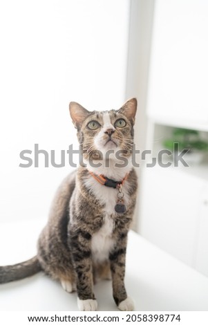 Happy tabby cat lovely comfortable Stay home with cat in the room. Cat Eyes Looking.