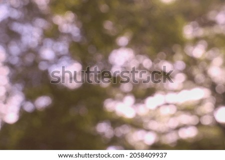 Blur image of a tree leaf in the forest