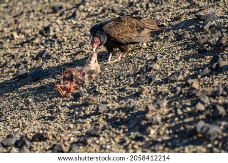Turkey vulture (Cathartes aura) eating a dead opossum. Vulture turkey eats prey.