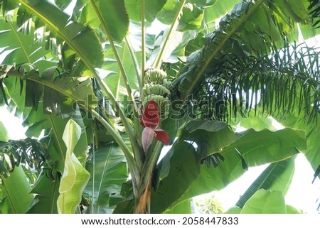 Musa acuminata (Musa balbisiana, Musa × paradisiaca, Musa coccinea banana) plant in the park Royalty-Free Stock Photo #2058447833