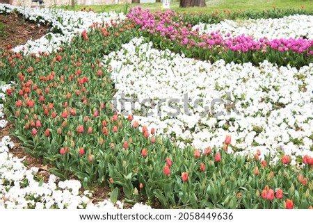 Beautiful pink tulip and white pansy flowers in the spring, summer garden. Natural floral background