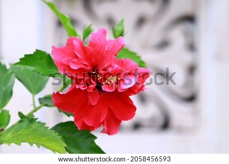 Blooming red dragon hibiscus with ventilation block pattern background